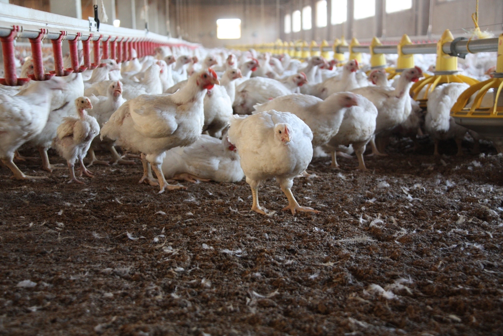 White broiler chickens in a poultry house